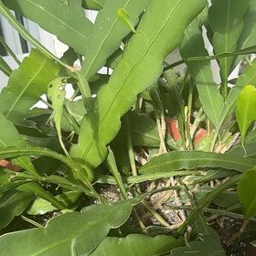 Photo of the plant species Costa Rican Night Blooming Cereus by @PetWasabi38 named Athena on Greg, the plant care app