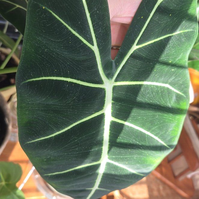 Photo of the plant species Alocasia 'Mythic Frydek' by @monstera65 named Mochi on Greg, the plant care app
