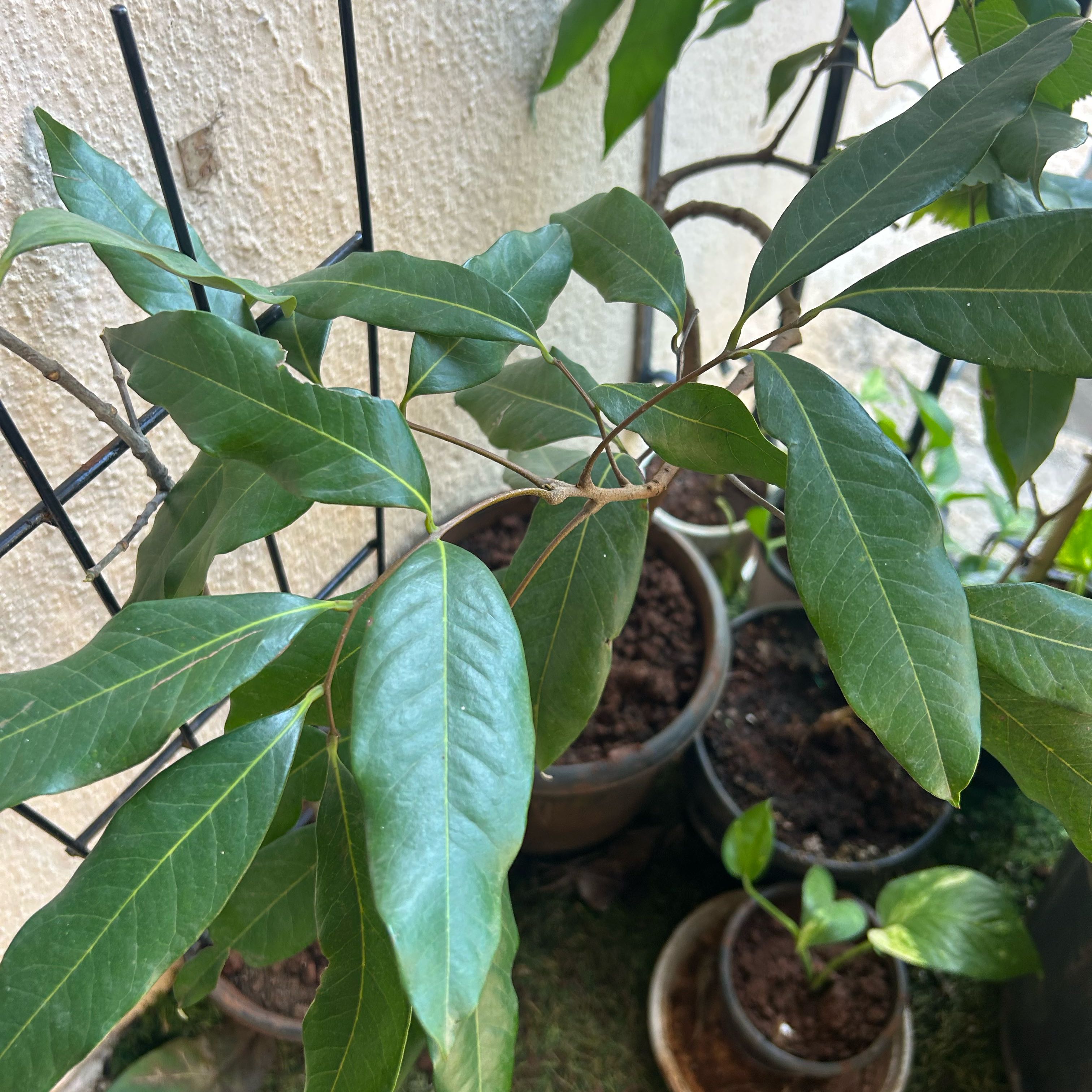 Photo of the plant species Wild Sapodilla by @ArdentHornwort0 named Xena on Greg, the plant care app