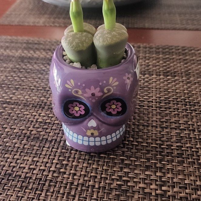 Photo of the plant species Living Stones by @JennyoGA named Kalabera on Greg, the plant care app