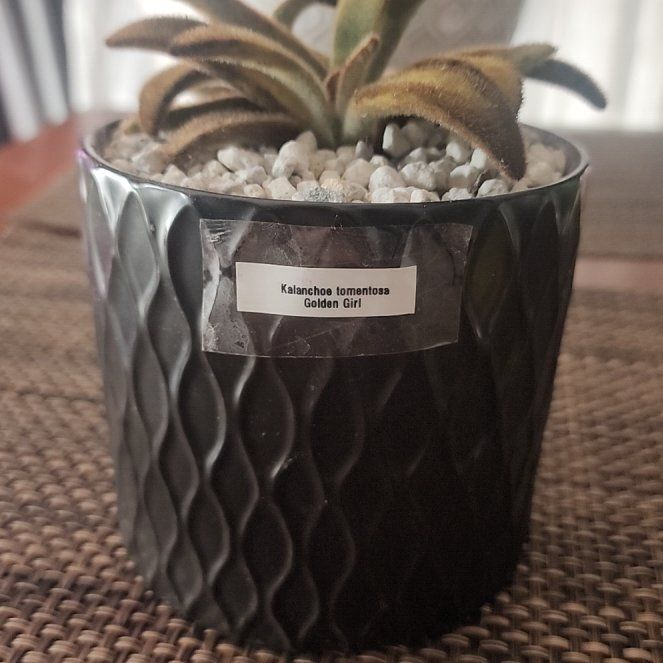 Photo of the plant species Golden Girl Panda Plant by @JennyoGA named Golden Girl on Greg, the plant care app