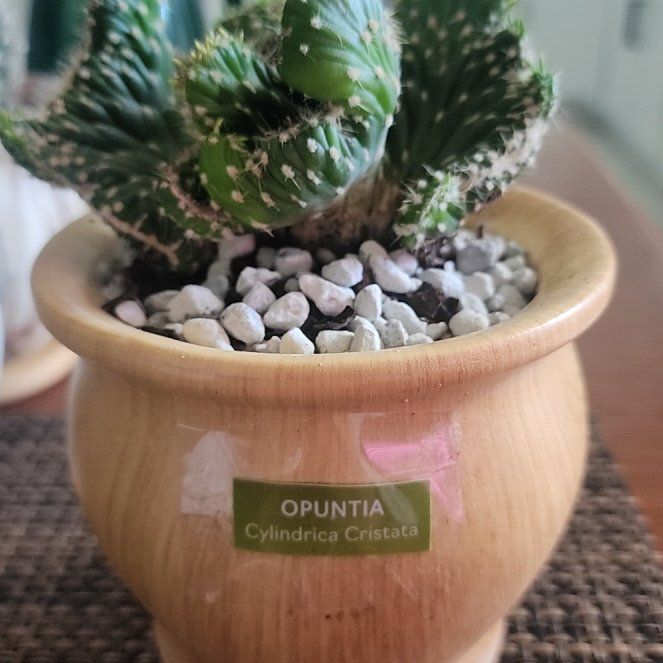 Photo of the plant species Opuntia cylindrica f. cristata by @JennyoGA named Bella on Greg, the plant care app