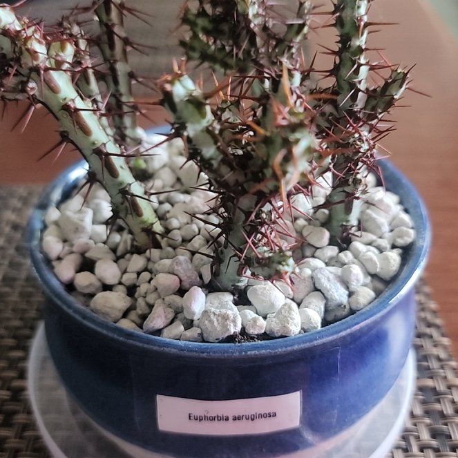 Photo of the plant species Miniature Saguaro by @JennyoGA named Euphorbia Aeruginosa on Greg, the plant care app