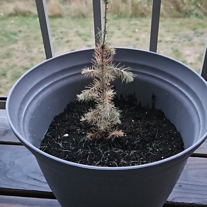 Photo of the plant species White Spruce 'Elf' by @CivicTozzia52 named Scarlett on Greg, the plant care app