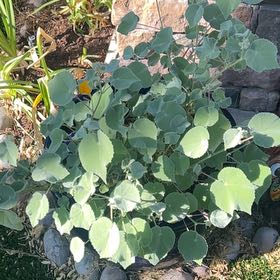 Photo of the plant species Buttonweed by @FineRedtree79 named Sherlock on Greg, the plant care app
