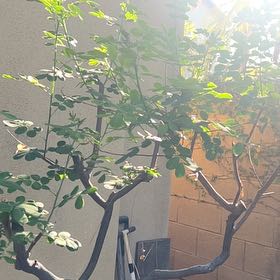 Photo of the plant species Caesalpinia Mexicana by @FineRedtree79 named Rainier on Greg, the plant care app