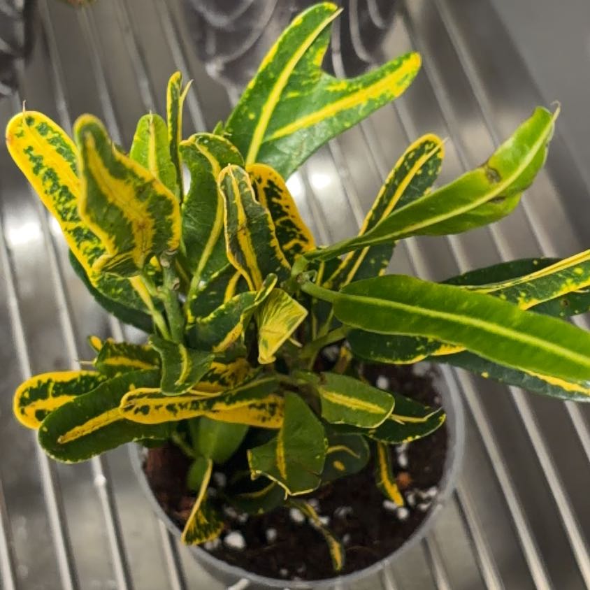 Photo of the plant species Banana Croton by @AnewSpinach32 named Demi on Greg, the plant care app
