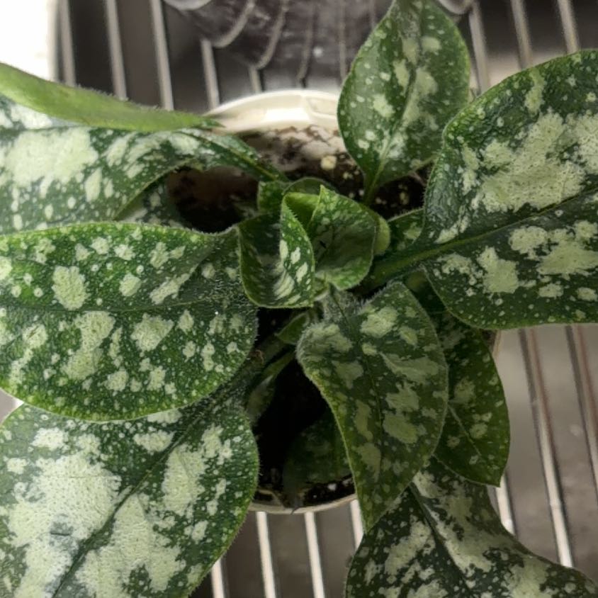 Photo of the plant species Common Lungwort by @AnewSpinach32 named Mando on Greg, the plant care app