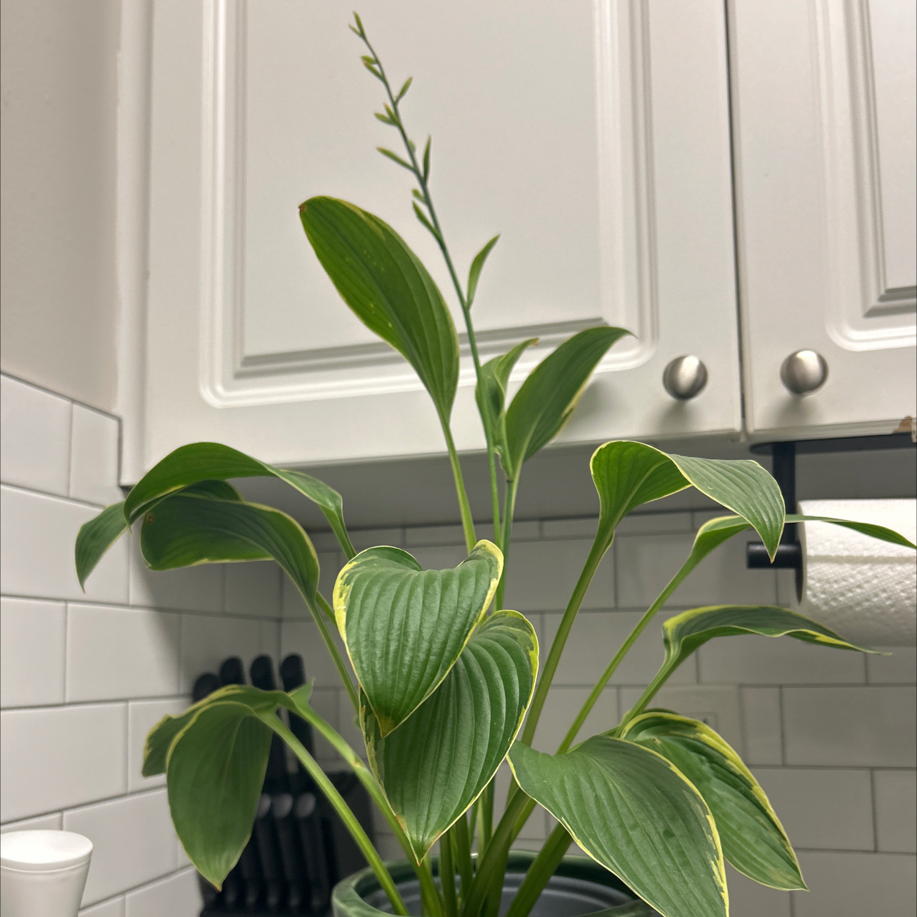 Photo of the plant species Hosta by @AnewSpinach32 named Morgan Treeman on Greg, the plant care app