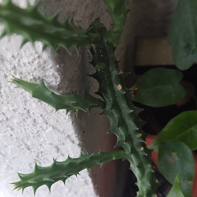 Photo of the plant species Holly-Leaved Naiad by @BobbyU named Daphne on Greg, the plant care app