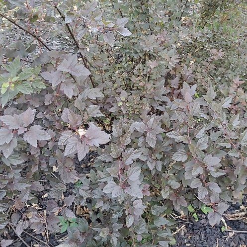 Photo of the plant species Eastern Ninebark by @FriendlyTaro94 named Miley on Greg, the plant care app