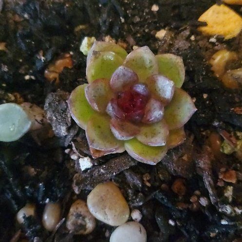 Photo of the plant species Echeveria Agavoides Mars Galaxy by @FriendlyTaro94 named 'Chocolate Jelly' on Greg, the plant care app