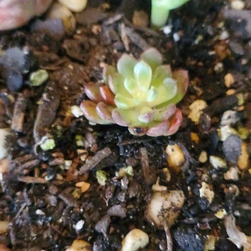 Photo of the plant species Echeveria elegans 'Alba' by @FriendlyTaro94 named Sproutacus on Greg, the plant care app