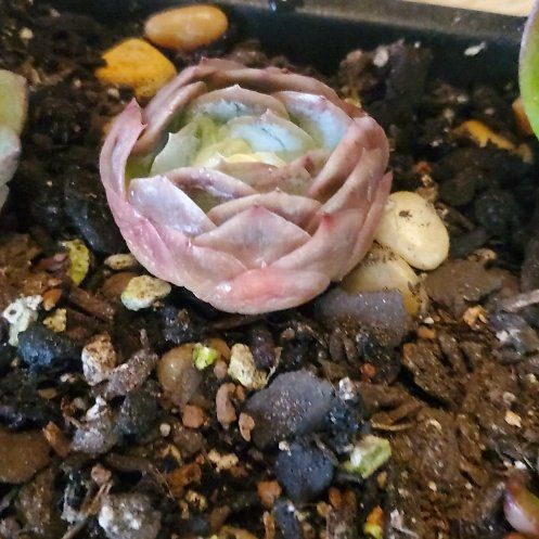 Photo of the plant species Rose Succulent by @FriendlyTaro94 named Madonna on Greg, the plant care app