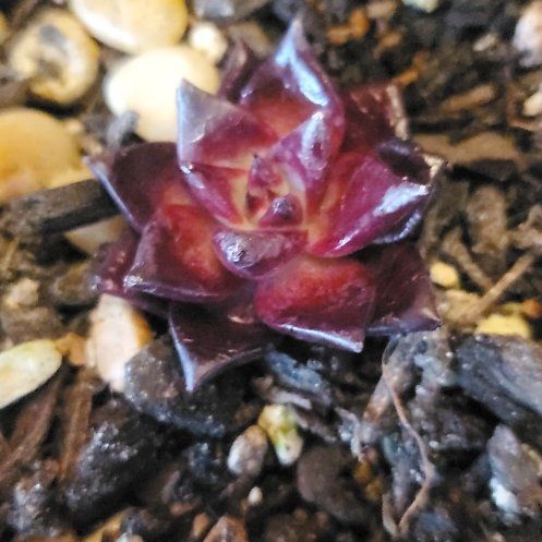 Photo of the plant species echeveria Romeo by @FriendlyTaro94 named Romeo Rubin on Greg, the plant care app