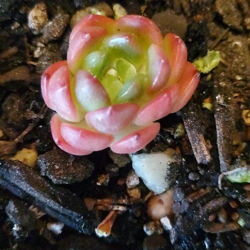 Photo of the plant species Frank Reninelt Echeveria by @FriendlyTaro94 named Taylor Swift on Greg, the plant care app