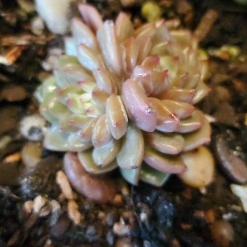 Photo of the plant species Echeveria Star Mark by @FriendlyTaro94 named Rosa on Greg, the plant care app