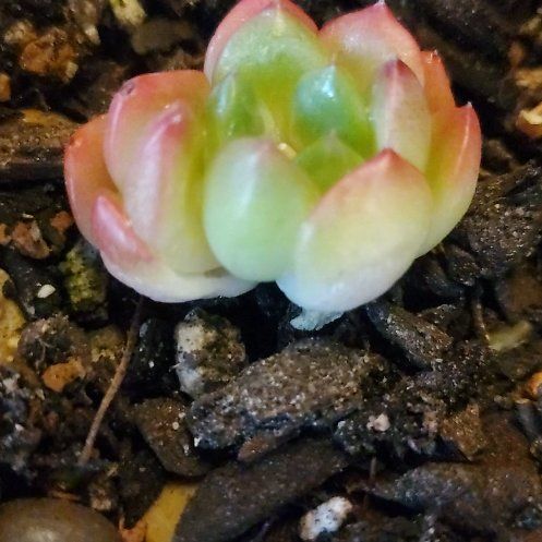 Photo of the plant species Pink Ruby Sedevaria by @FriendlyTaro94 named Pink Ruby on Greg, the plant care app