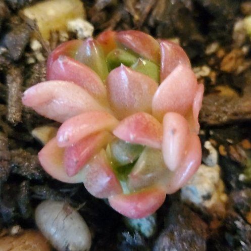 Photo of the plant species Echeveria 'Tippy' by @FriendlyTaro94 named Apple Blossom on Greg, the plant care app