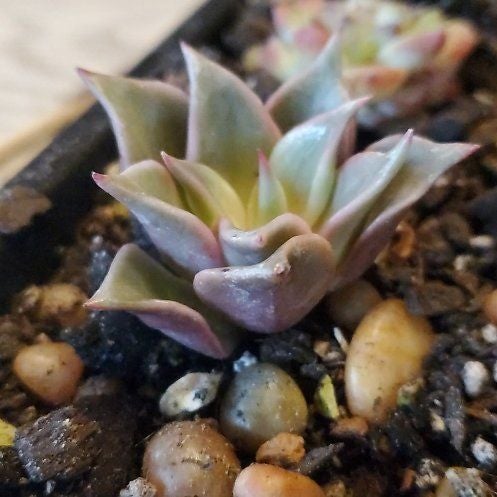 Photo of the plant species Echeveria 'Madiba' by @FriendlyTaro94 named Xena on Greg, the plant care app