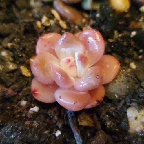 Photo of the plant species Snow Angel Echeveria by @FriendlyTaro94 named SNOW Angel on Greg, the plant care app
