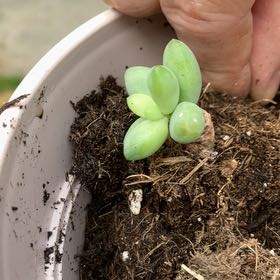 Photo of the plant species Sedum 'Elf' by @CharmingTeatree named Baesil on Greg, the plant care app