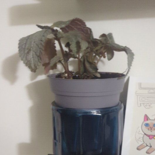 Photo of the plant species Silver Cloud Pilea by @PotentLichen68 named The hedgehog on Greg, the plant care app
