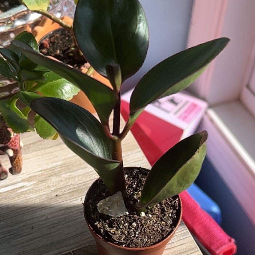 Photo of the plant species Peperomia 'Red Edge' by @HardySuriana58 named Bodhi on Greg, the plant care app