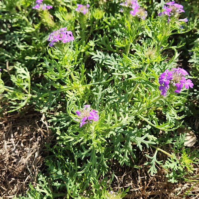 Photo of the plant species Dakota Mock Vervain by @AceMendoza62 named Forrest on Greg, the plant care app