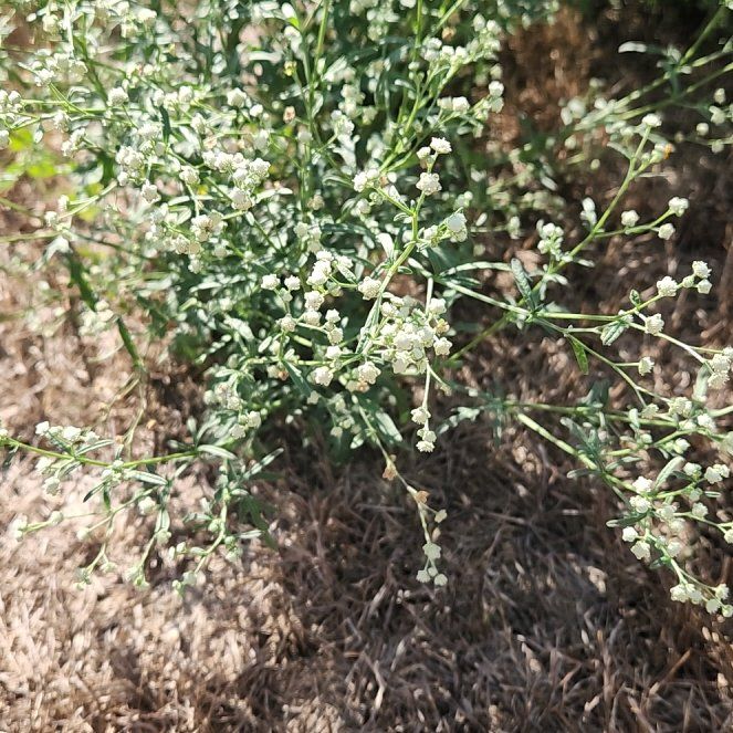 Photo of the plant species Wild Wormwood by @AceMendoza62 named Leonardo on Greg, the plant care app
