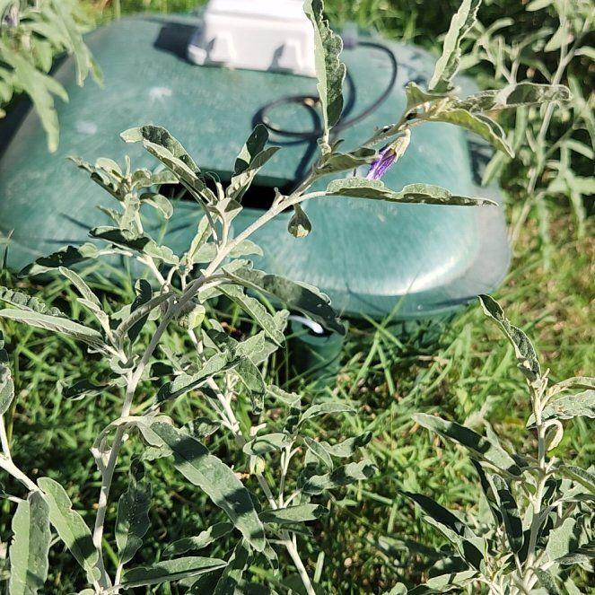 Photo of the plant species Chinese Wolfberry by @AceMendoza62 named Dax on Greg, the plant care app