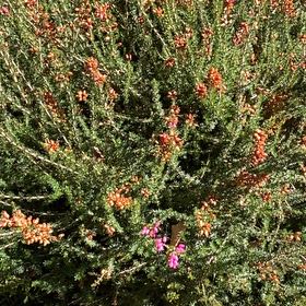 Photo of the plant species Scotch Heath by @FullAsarina82 named Rosa on Greg, the plant care app