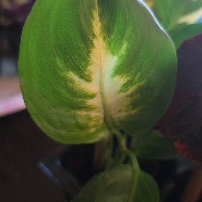 Photo of the plant species Bog Arum by @HeadBiglaurel18 named Mollie on Greg, the plant care app