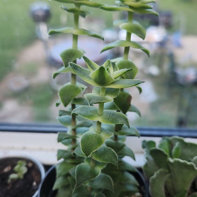 Photo of the plant species Variegated Crassula by @UberSandleek94 named Orwell on Greg, the plant care app