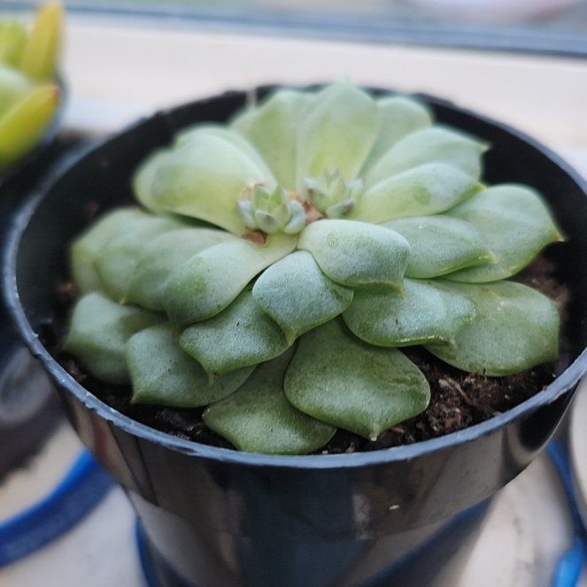 Photo of the plant species Echeveria 'Cris' by @UberSandleek94 named Austen on Greg, the plant care app