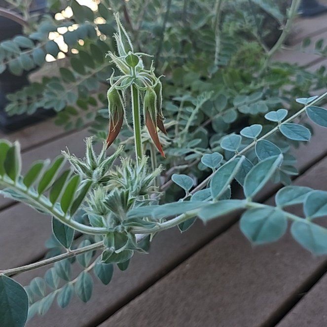 Photo of the plant species Wooly Locoweed by @FabEmoryoak79 named Homer on Greg, the plant care app