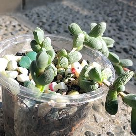 Photo of the plant species Astridia velutina by @BigSucc59 named plant on Greg, the plant care app