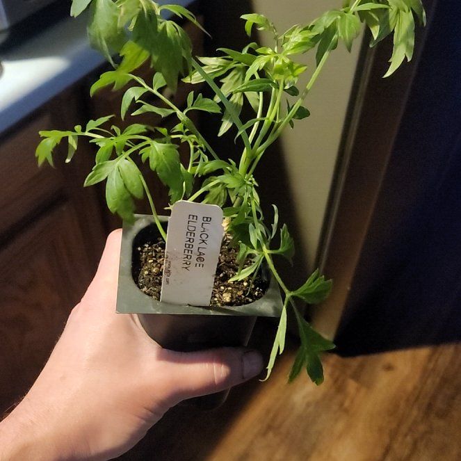 Photo of the plant species Black Lace Elderberry by @QuietIronweed29 named Apollo on Greg, the plant care app