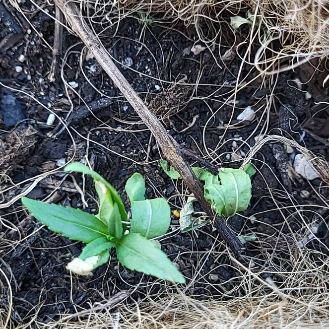 Photo of the plant species Common Shootingstar by @NovelCassava53 named Sir Plancelot on Greg, the plant care app