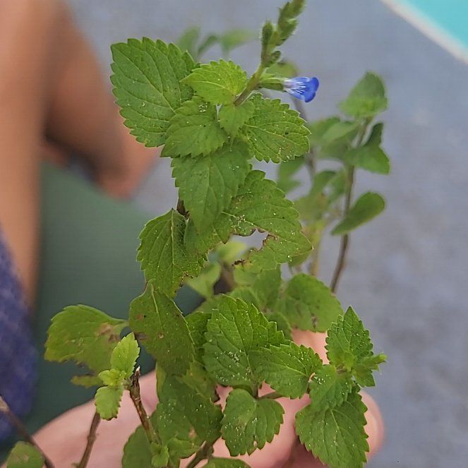 Photo of the plant species Bird's-Eye Speedwell by @NovelCassava53 named Ulysses S Plant on Greg, the plant care app