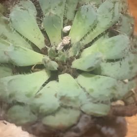 Photo of the plant species Water Lettuce by @PuissantMizuna named Sanders on Greg, the plant care app