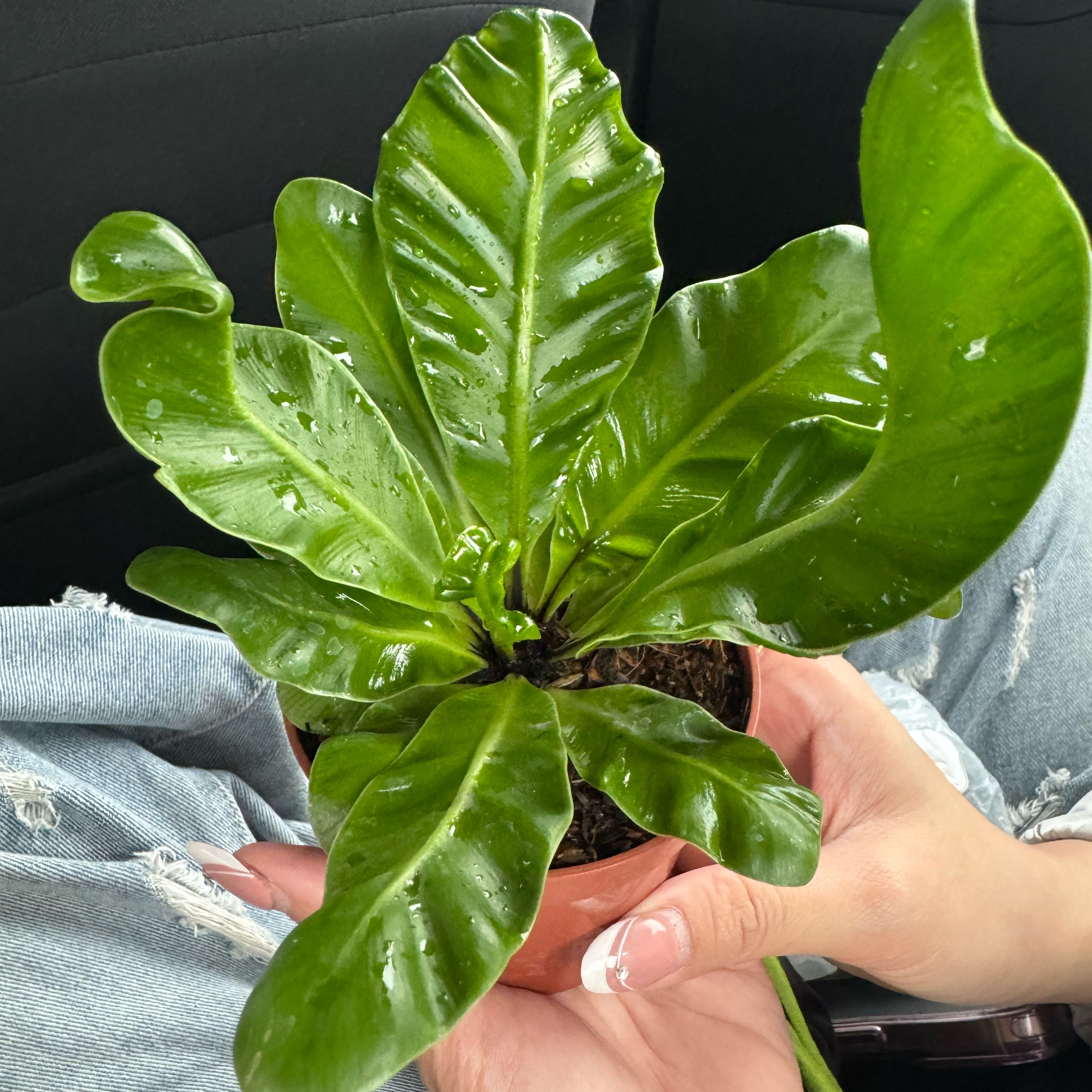 Photo of the plant species Cobra Fern by @FabZzplant15 named Baby Groot on Greg, the plant care app