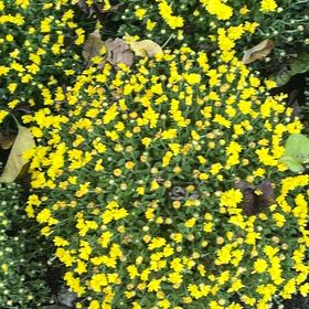Photo of the plant species Marsh Marigold by @BossPurei88 named Navajo on Greg, the plant care app