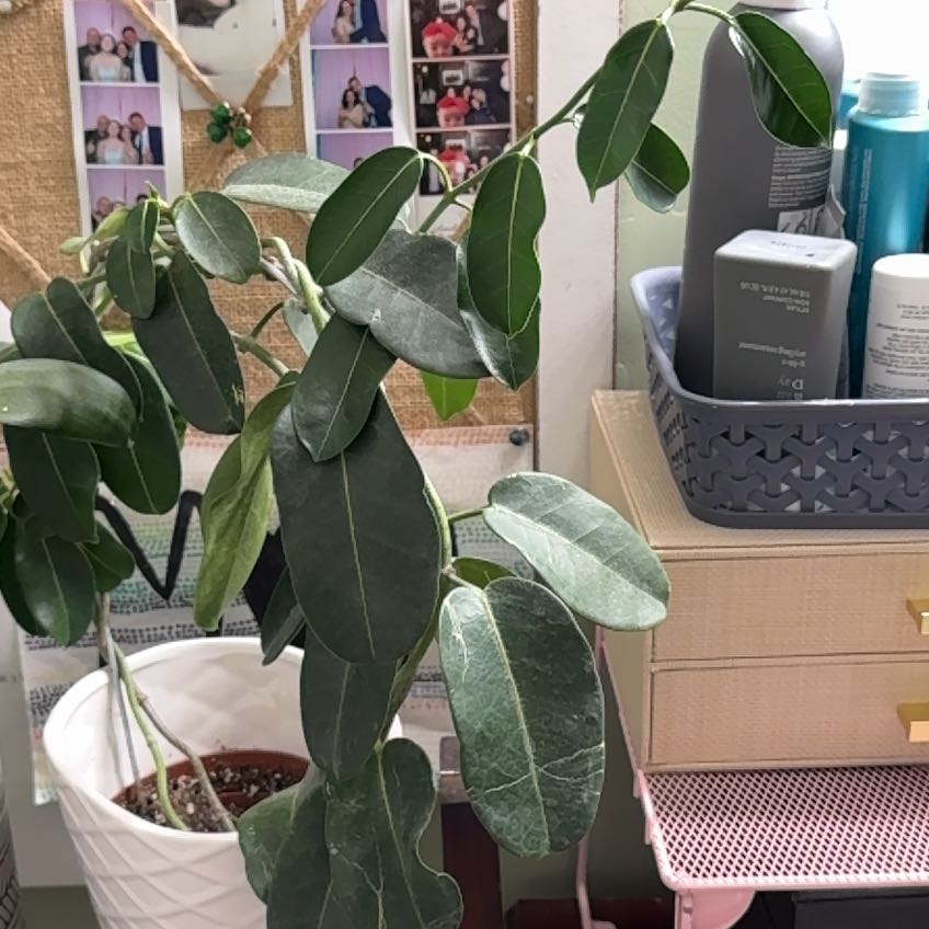 Photo of the plant species Japanese Pagoda Tree by @BabyLantana55 named Winston on Greg, the plant care app