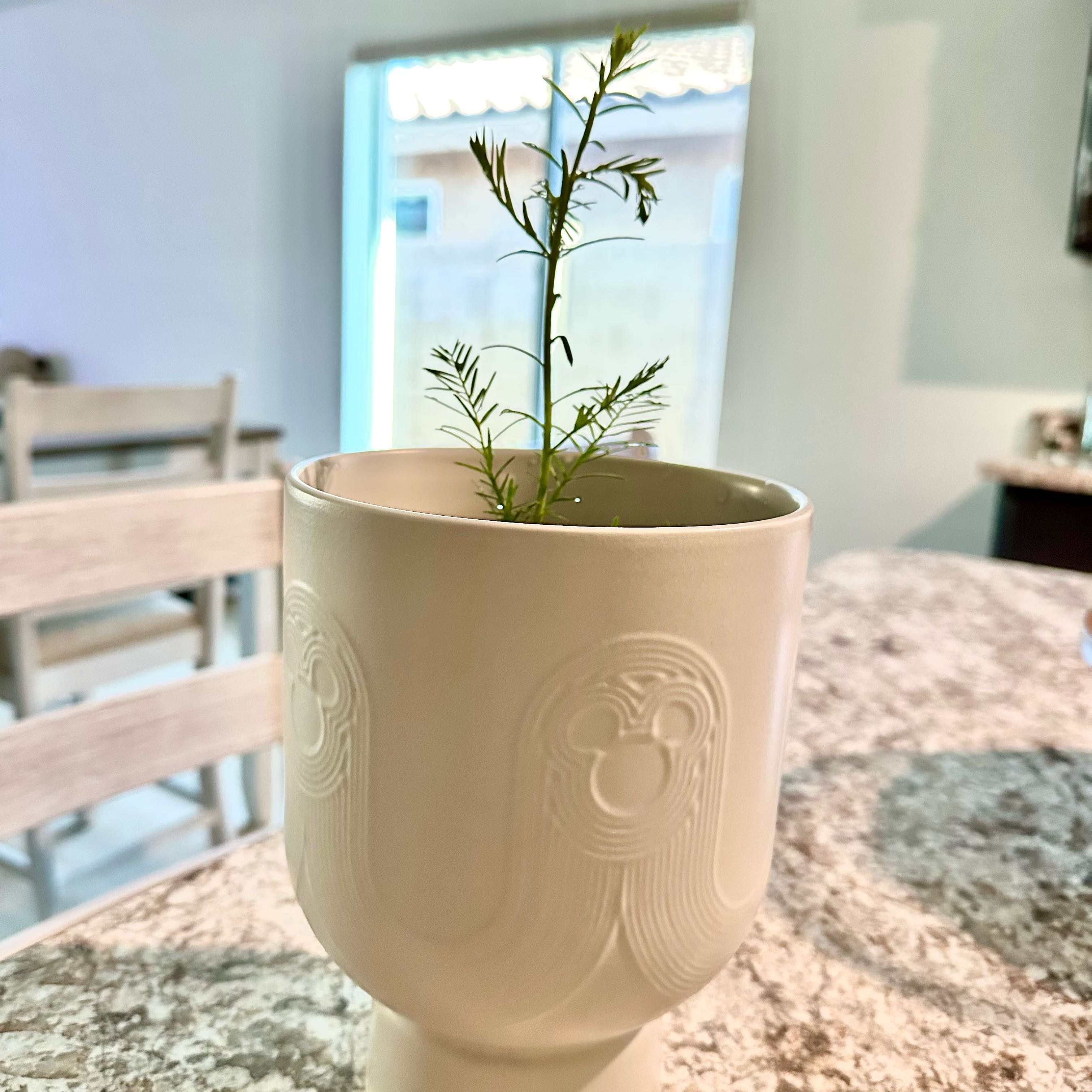 Photo of the plant species Coast Redwood 'Soquel' by @GladLychee66 named Kendall on Greg, the plant care app