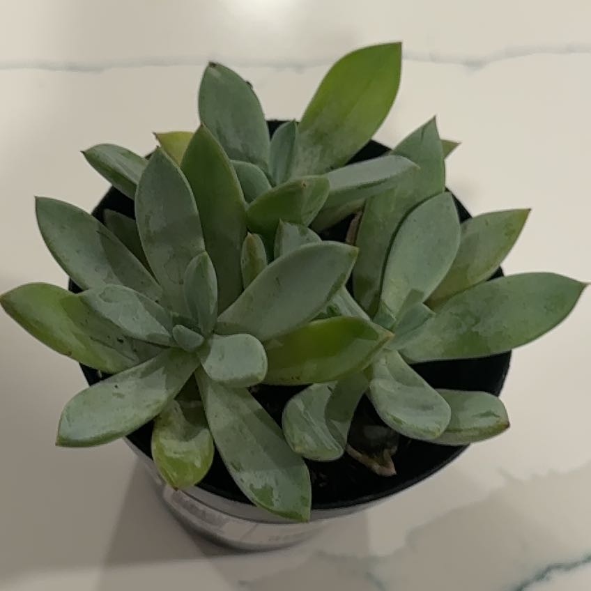 Photo of the plant species Pachyveria 'blue quartz' by @NewPeanut18 named Bigleef Smalls on Greg, the plant care app