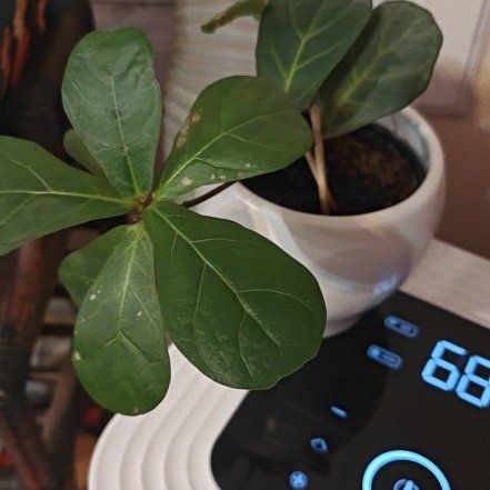 Photo of the plant species Water Oak by @ZingIceplant76 named Orlando Bloom on Greg, the plant care app