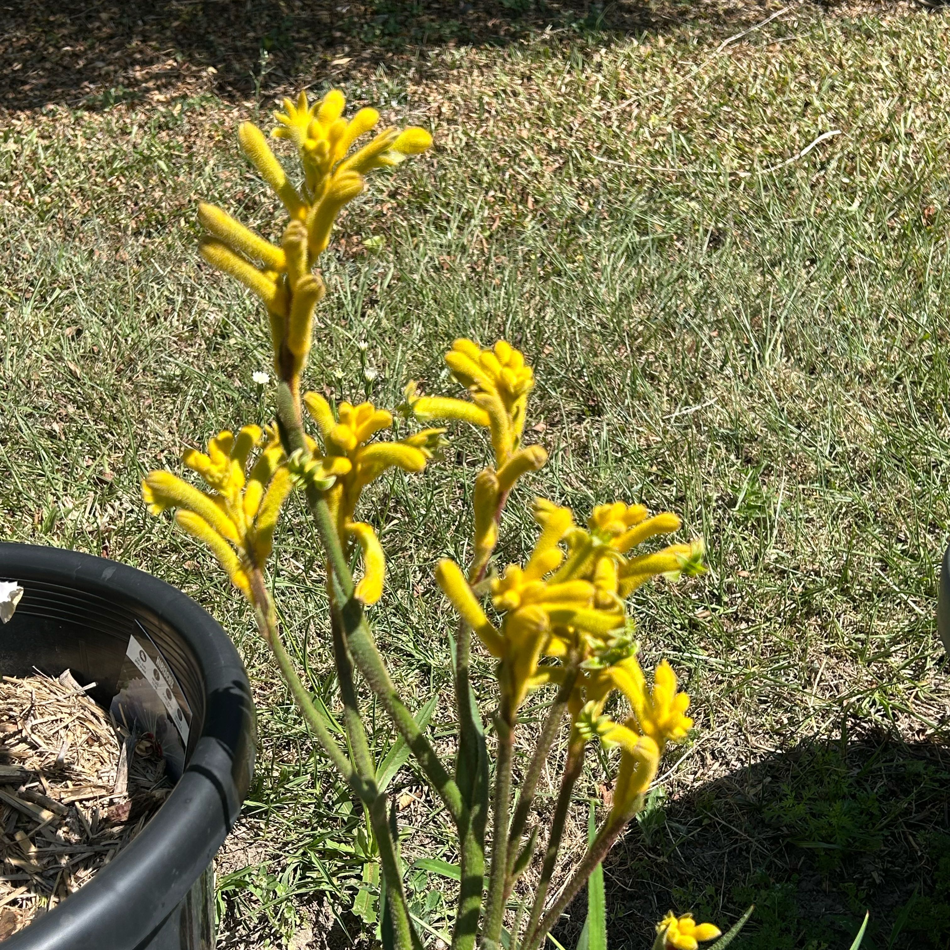 Photo of the plant species Yellow Kangaroo Paw Fern by @SveltePinoak13 named James Dean on Greg, the plant care app