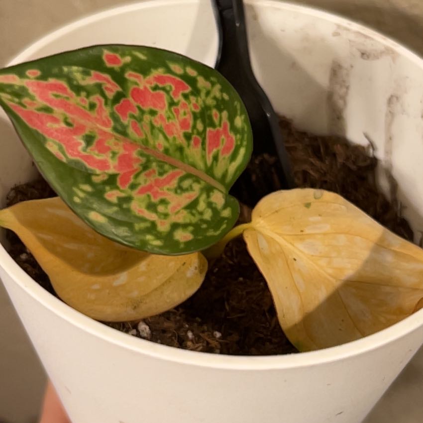 Photo of the plant species Chinese Evergreen by @SharpDuncecap38 named Anne on Greg, the plant care app