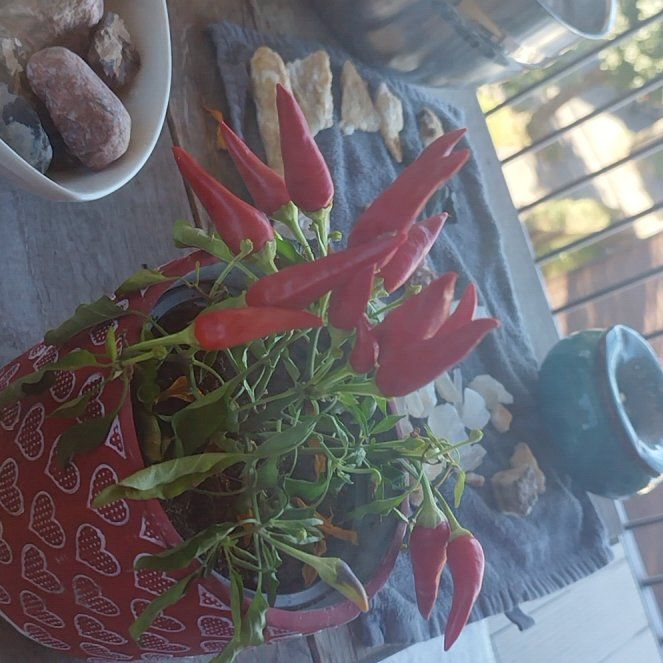Photo of the plant species Bird's Eye Chili by @FunHope70 named Birds eye on Greg, the plant care app